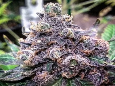 Buy Grand Daddy Purple Online